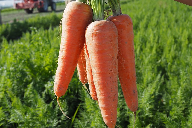 甘糀入りにんじんとあしたば18本おためしセット