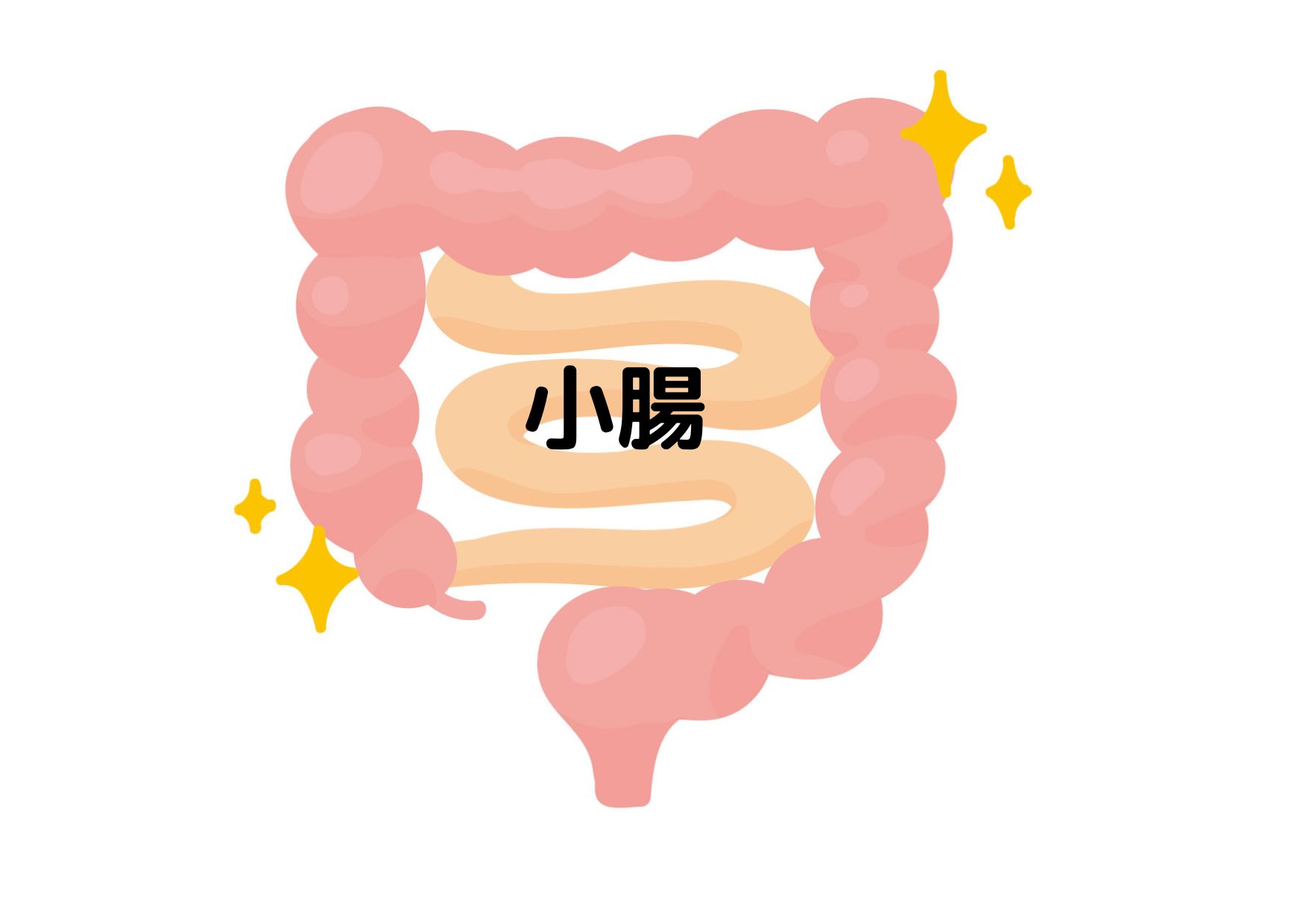 ２）小腸のはたらき