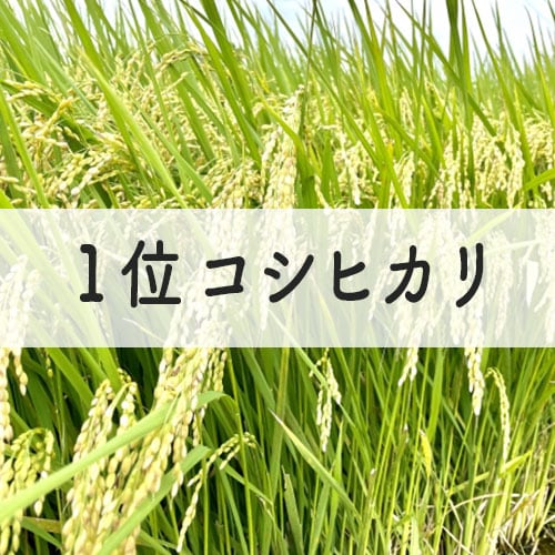 コシヒカリ-イメージ