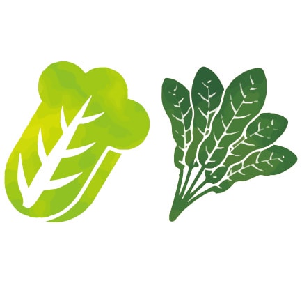 ほうれん草白菜イラスト
