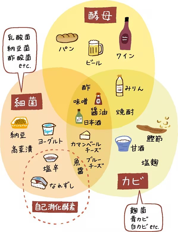 発酵食品イラスト